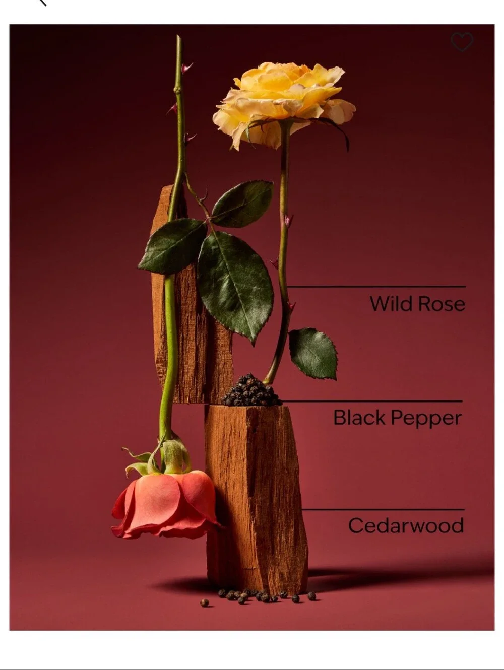 Bath & Body Works Nocturnal Rose Cologne